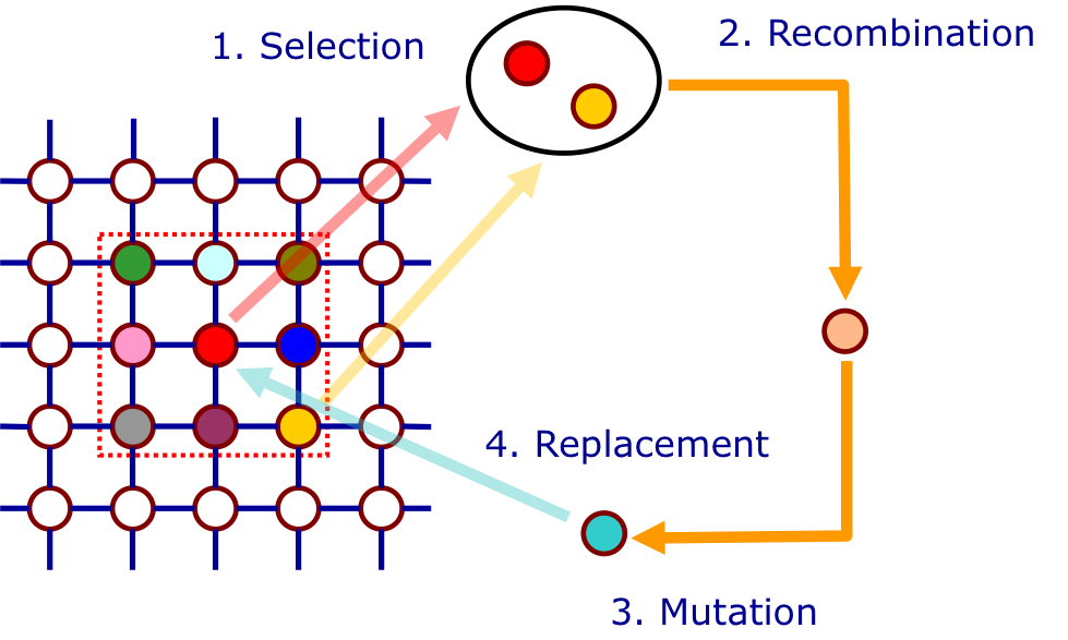 cGA Breeding Loop